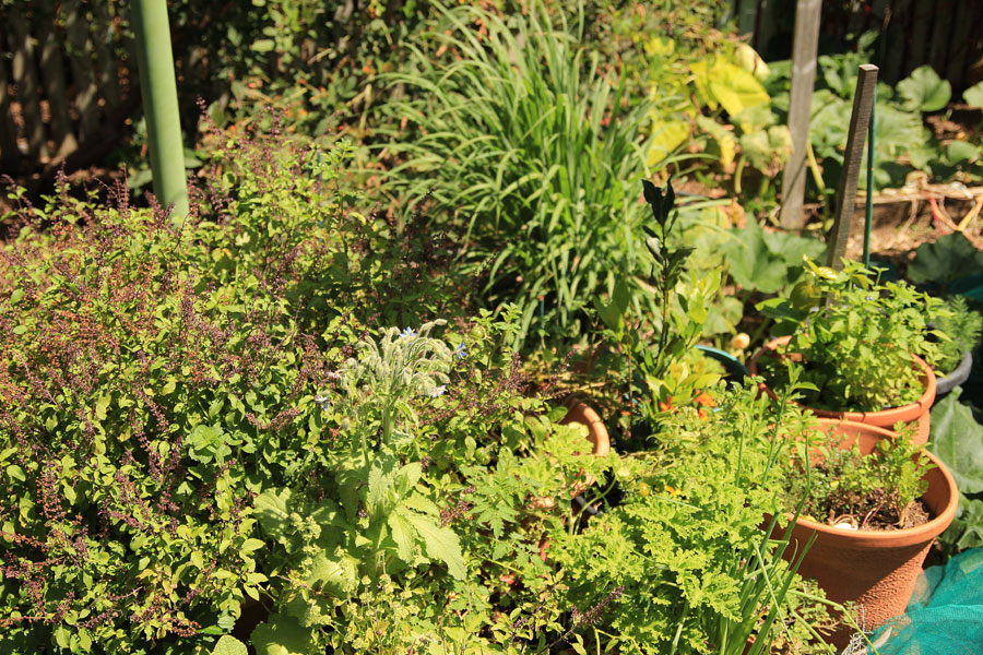 Organic permaculture garden