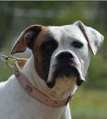 American bulldog with pink collar on a lead