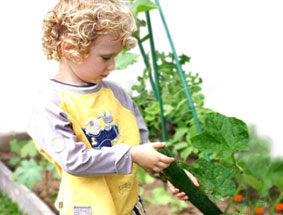 small boy with cucumber in the vegetable garden 
