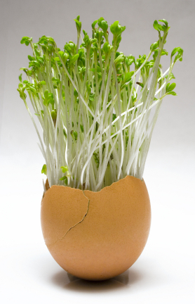 fresh sprouts in egg shell