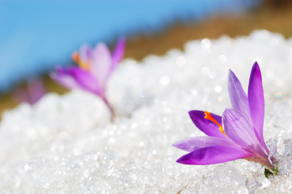 crocus flower in snow